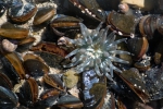 Aulactinia stella in tide pool among mussels