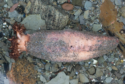 Cucumaria frondosa - sea cucumber