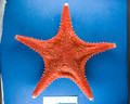 Echinodermata (echinoderms)