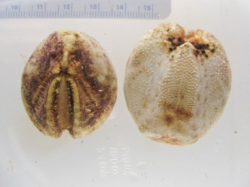 Brisaster fragilis - pair of urchins