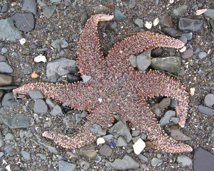 Leptasterias polaris-large Leptasterias polaris-large