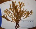 Bryozoa (moss animals)