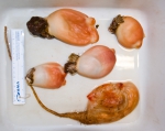 Halocynthia and Boltenia - sea peaches with 1 sea potato.