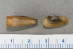 Cyrtodaria siliqua - small pair