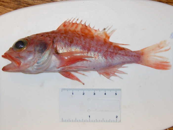 Helicolenus dactylopterus (blackbelly rosefish) Helicolenus dactylopterus (blackbelly rosefish)