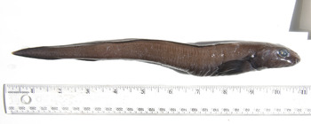Lycodes terranovae - Atlantic eelpout