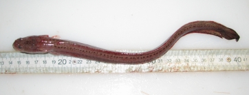 Cryptacanthodes maculatus - wrymouth (small)