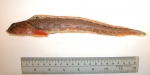 Zoarces americanus - ocean pout (thawed specimen)