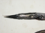Serrivomer beanii - stout sawpalate (head)
