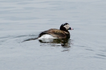 Clangula hyemalis - longtailed duck
