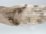 Icelus bicornis - Twohorn sculpin (spines)