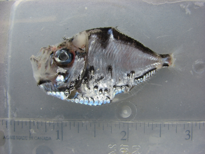 Polyipnus clarus (fresh appearance) Polyipnus clarus (fresh appearance)