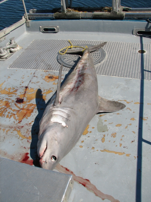 Porbeagle shark