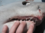 Porbeagle shark (teeth)