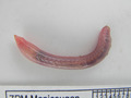 Polychaeta (bristle worms)