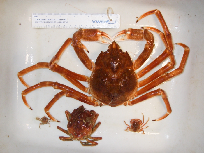 Hyas araneus - small and large Hyas araneus - small and large