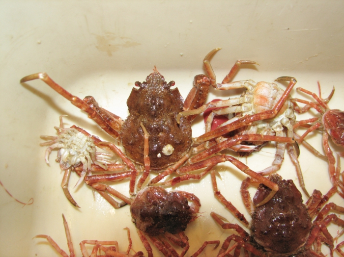 Hyas alutaceus - group Hyas alutaceus - group