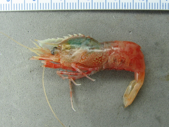 Spirontocaris lilljeborgii Spirontocaris lilljeborgii