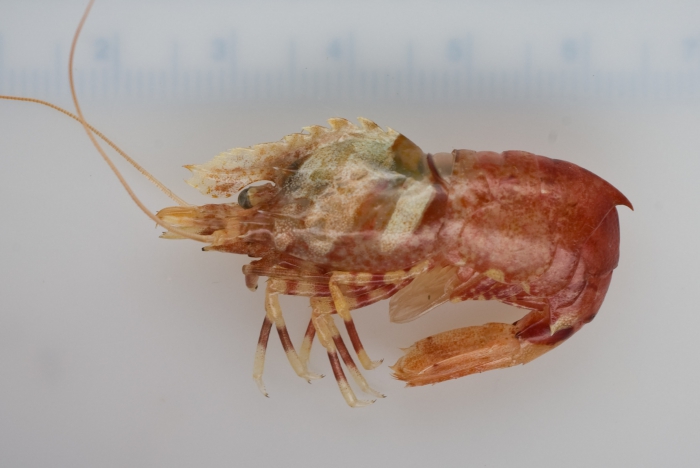 Spirontocaris spinus Spirontocaris spinus