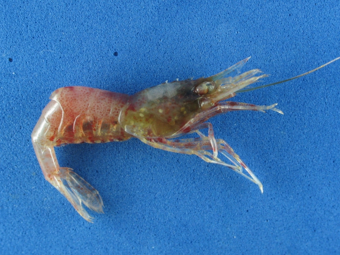 Eualus fabricii Eualus fabricii