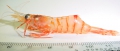 Crustacea (crustaceans)