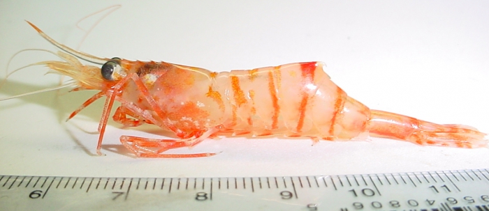 Eualus gaimardii belcheri Eualus gaimardii belcheri