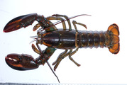 Homarus americanus - American lobster, author: Nozères, Claude