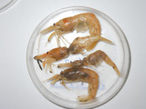 Bythocaris gracilis - group, author: Nozères, Claude