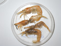 Crustacea (crustaceans)