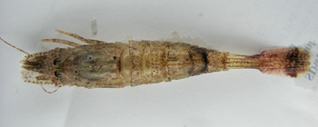 Pontophilus norvegicus
