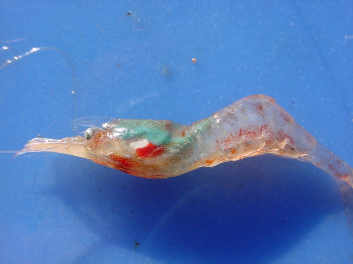 Eualus macilentus Eualus macilentus