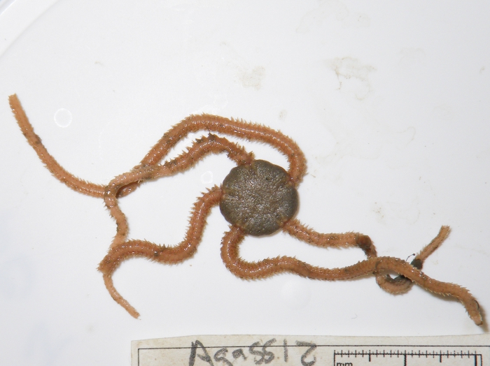 Amphiura 1 Amphiura 1