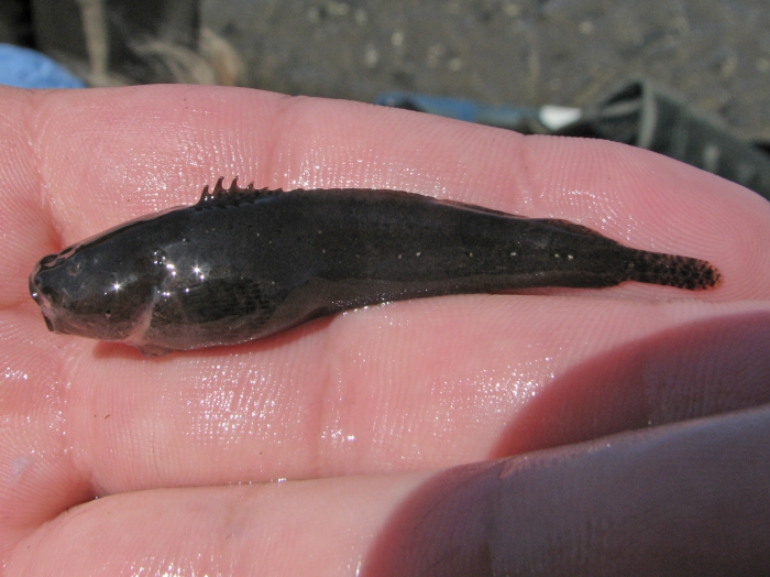 Liparis atlanticus Liparis atlanticus