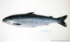 Salmo salar - Atlantic salmon