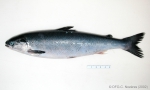 Salmoniformes