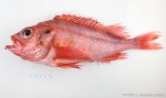 Sebastes - redfish