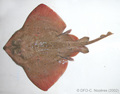 Amblyraja radiata - thorny skate