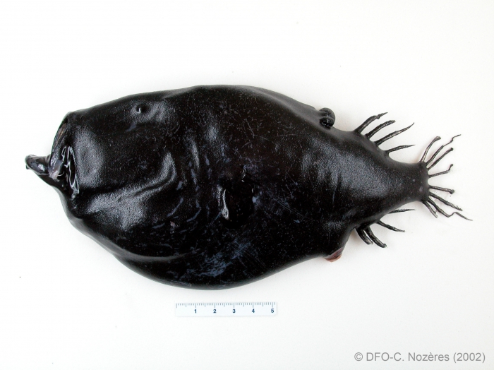 Cryptopsaras couesii - triplewart seadevil Cryptopsaras couesii - triplewart seadevil