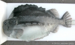 Cyclopterus lumpus - lumpfish (large)