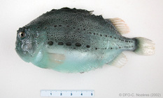 Cyclopterus lumpus - lumpfish (small)