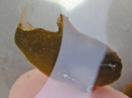 Cyclopterus lumpus - lumpfish (tiny)