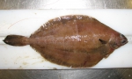 Glyptocephalus cynoglossus - witch flounder (large)
