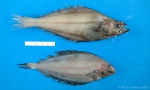 Greenland halibut and witch flounder (small)