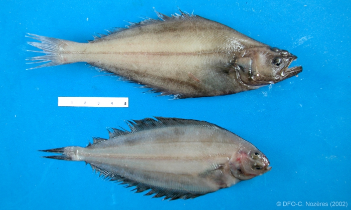Greenland halibut and witch flounder (small) Greenland halibut and witch flounder (small)
