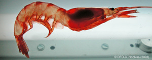 Pasiphaea multidentata - glass shrimp (backlit), author: Fisheries and Oceans Canada, Claude Nozres