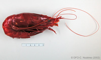 Aristaeopsis edwardsiana - scarlet gambon shrimp, author: Fisheries and Oceans Canada, Claude Nozères