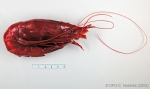 Aristaeopsis edwardsiana - scarlet gambon shrimp