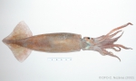 Illex illecebrosus - shortfin squid (underside)