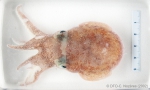 Rossia palpebrosa - bobtail squid (in a dish)