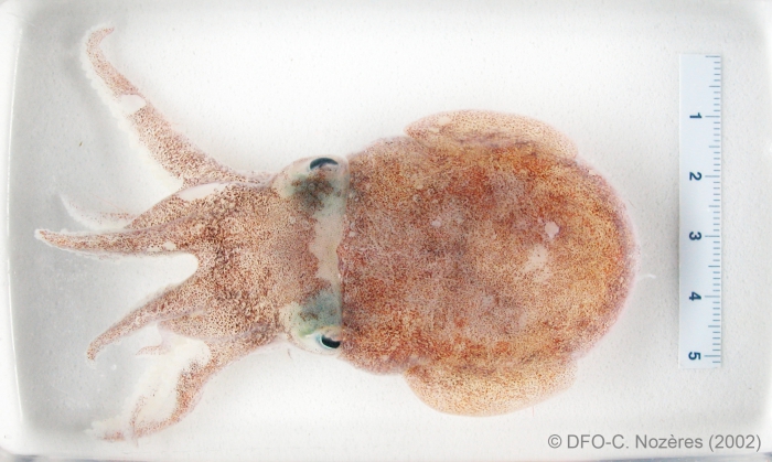 Rossia palpebrosa - bobtail squid (in a dish)